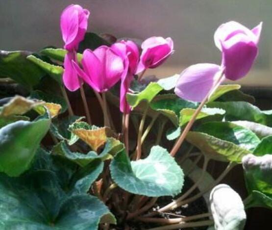 仙客來休眠后怎樣催芽，及時降溫、適當(dāng)遮陰/保持盆土微濕潤