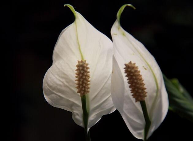 水培一帆風順的養(yǎng)殖方法，水質的要求最重要