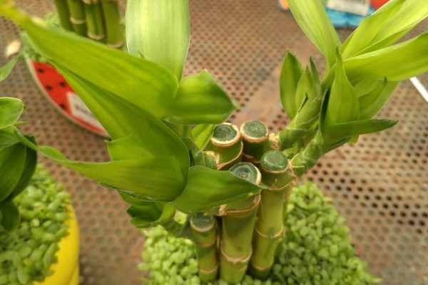 富貴竹葉子發(fā)黃加醋可以嗎，會(huì)導(dǎo)致黃葉更嚴(yán)重