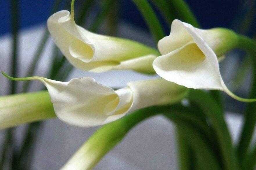 馬蹄蓮的寓意是什么，最適合送給朋友和品格高尚的人