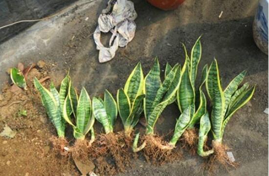 虎皮蘭怎么分株繁殖，切割葉叢/保留葉片、根莖狀、吸芽