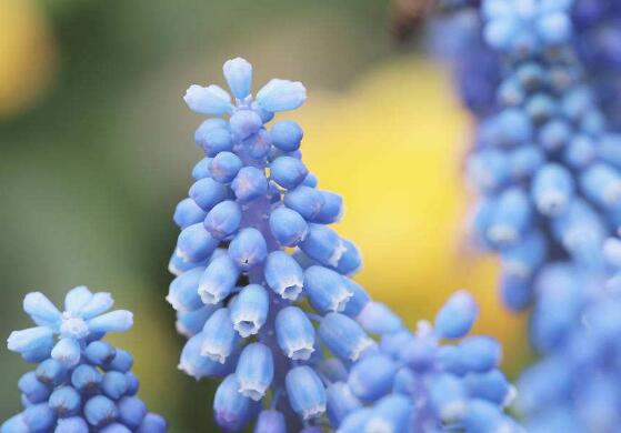 風信子的養(yǎng)殖方法和注意事項，6個步驟幫你養(yǎng)好風信子