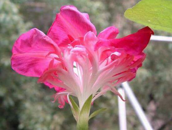 牽牛花的品種，盤點(diǎn)牽?；ㄗ蠲赖牧笃贩N