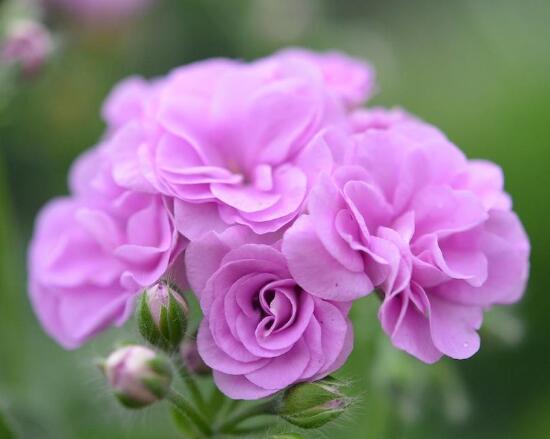 天竺葵施什么肥好，天竺葵怎么施肥