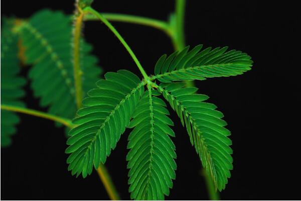 含羞草怎么養(yǎng)才不會死，做好下面五點(diǎn)即可簡單成活