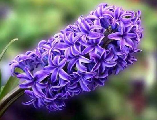 風信子開花后怎么處理，開花后處理方法