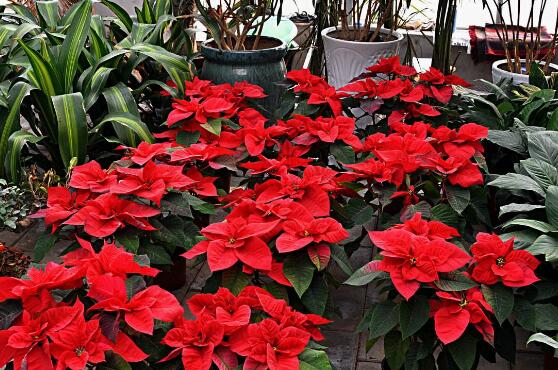 一品紅花期多長時(shí)間，一品紅花期長達(dá)100天(12月-次年2月)