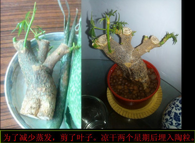 發(fā)財樹水培方法圖解