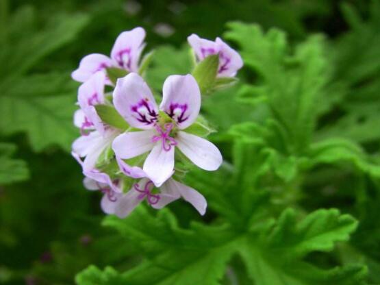香葉天竺葵的養(yǎng)殖方法，老農(nóng)歸納出最有效的八大養(yǎng)殖方法
