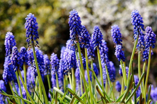 怎樣防止風(fēng)信子長太高