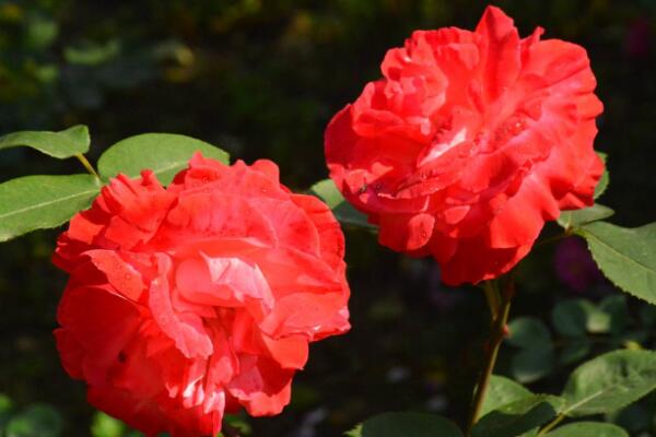 如何延長(zhǎng)月季花的花期，要做好以下三步