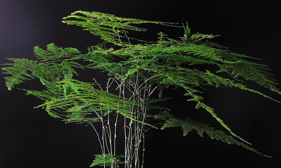 矮文竹怎么澆水，不合理的澆水會(huì)導(dǎo)致根部腐爛