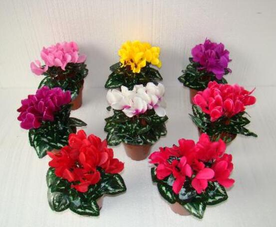 仙客來的養(yǎng)殖方法和注意事項大全，老農(nóng)總結(jié)七大基本養(yǎng)殖方法