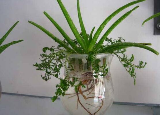 蘆薈可以水培嗎，蘆薈水培方法