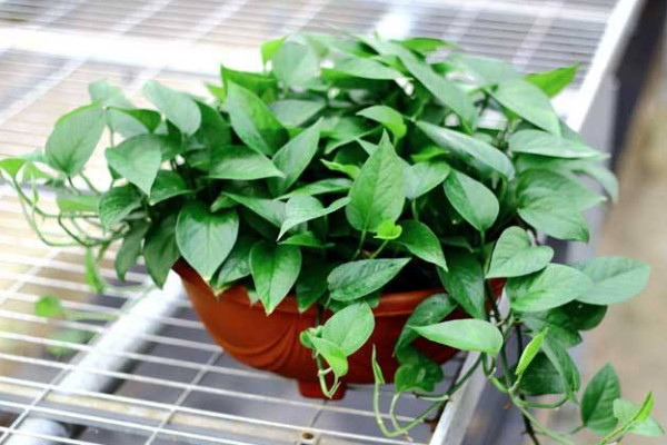 綠蘿冬天怎么澆水，在午間溫暖環(huán)境中灌溉