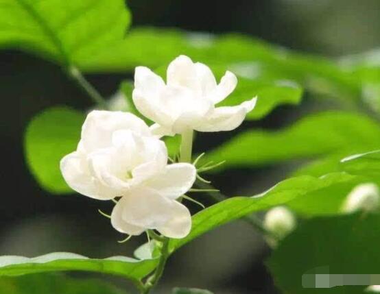茉莉花的養(yǎng)殖方法和注意事項，老農(nóng)總結最實用八大養(yǎng)殖方法
