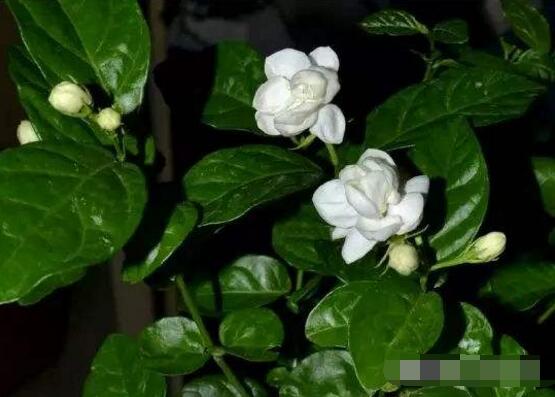 茉莉花爛根怎么救，茉莉花爛根解救辦法