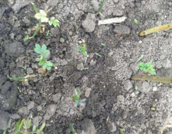 薔薇花怎么扦插，薔薇花扦插方法