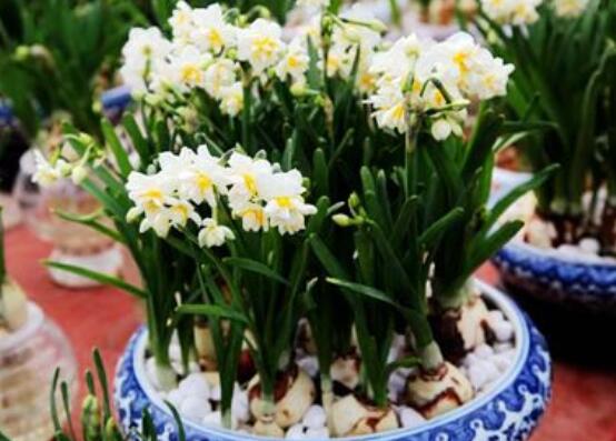 水仙花的栽培技術，盤點水培與土培簡單操作步驟