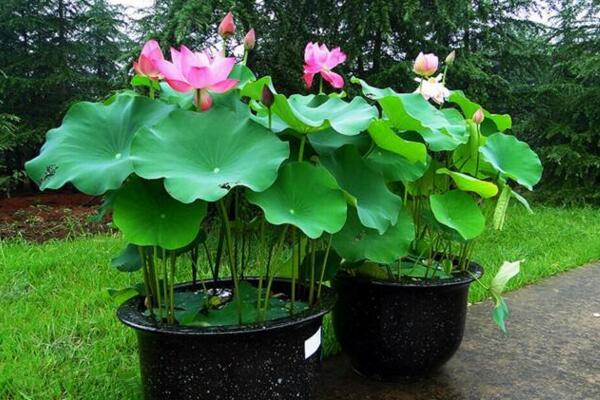 荷花好養(yǎng)嗎，6步教你養(yǎng)好荷花