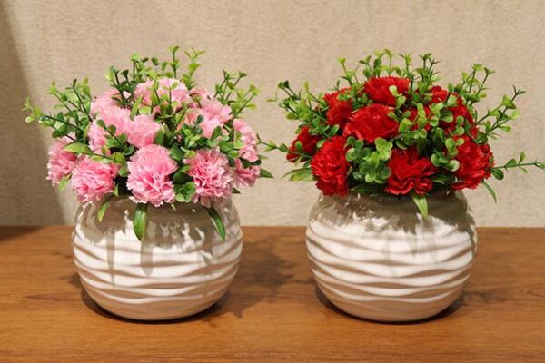 如何養(yǎng)康乃馨，康乃馨養(yǎng)殖5大要點(diǎn)