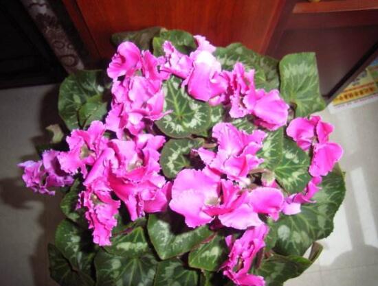 仙客來(lái)開花后怎么養(yǎng)，仙客來(lái)花的養(yǎng)護(hù)技巧