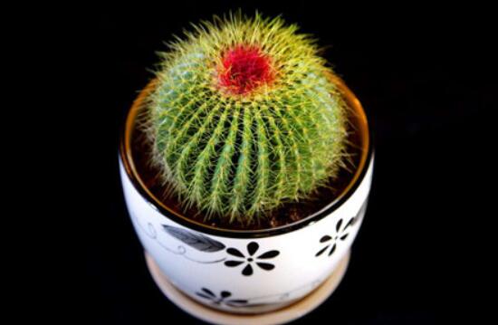 小仙人球澆水多少毫升，澆水的量一般以100-200毫升為準