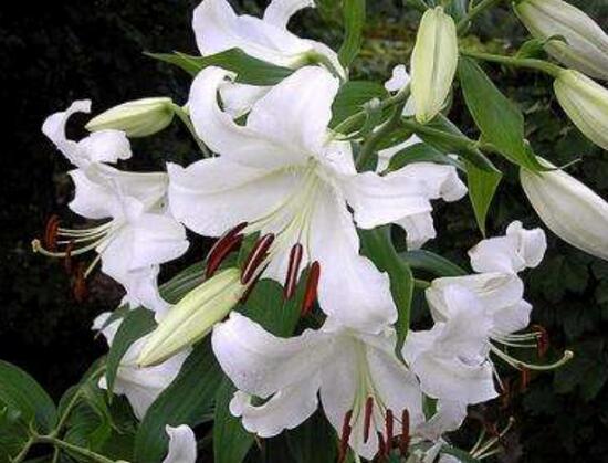 百合花有多少品種，百合花品種圖片大全