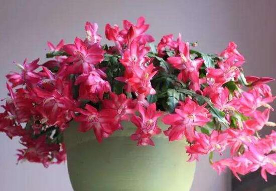 蟹爪蘭一年開幾次花，蟹爪蘭花語是什么