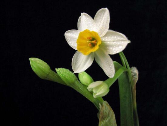 水仙花有幾種顏色，欣賞水仙最好看六種顏色