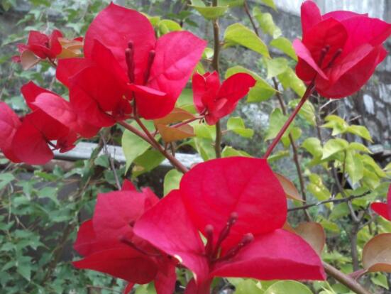 三角梅的養(yǎng)護(hù)，教你兩種簡(jiǎn)單養(yǎng)護(hù)方法(花期前和花期后)