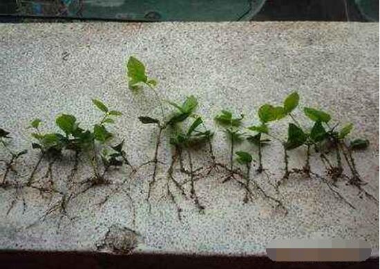 薔薇花怎么扦插，薔薇花扦插方法