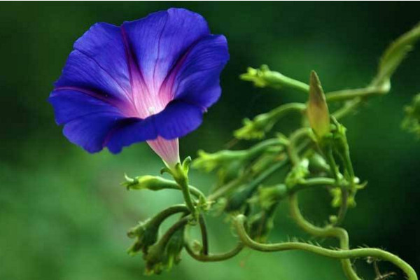 牽?；▊鞑シN子的方法，通過風(fēng)和鳥類進(jìn)行傳播