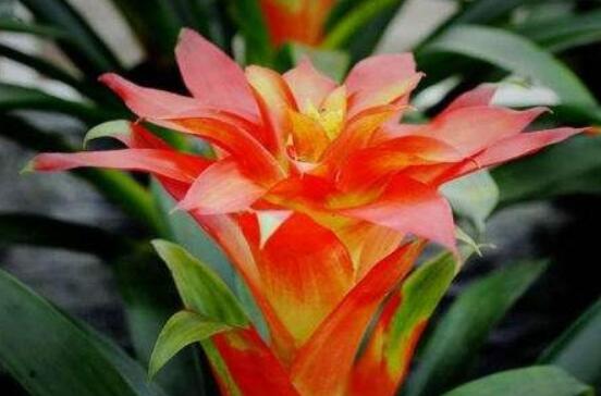 鴻運當頭開花時間，從冬季盛放到春季(半年)