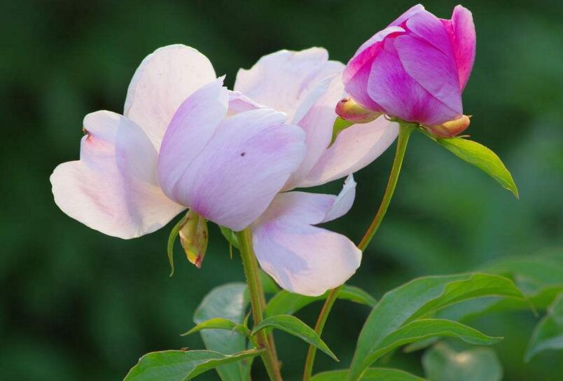 芍藥花的花語是什么，代表著難舍難分的寓意