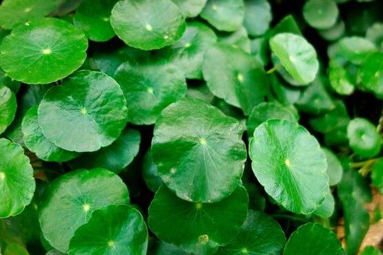 黃銅錢(qián)草有哪些常見(jiàn)的品種，欣賞四種最好看品種