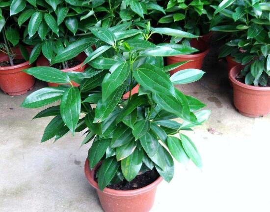 平安樹可以澆啤酒嗎，平安樹多久澆一次水好