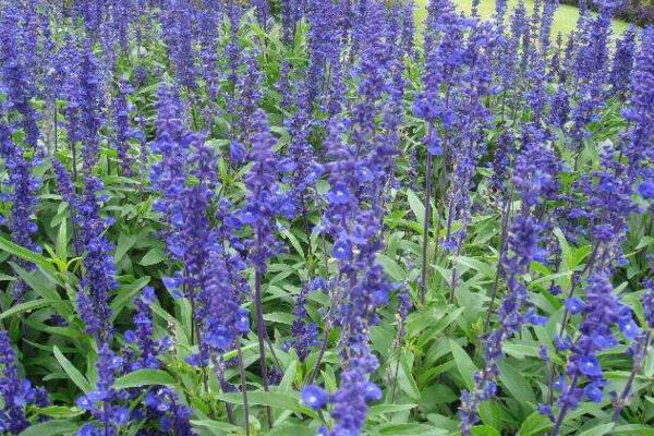 薰衣草的花期怎么養(yǎng)護(hù)，適當(dāng)澆水并保證光照充裕