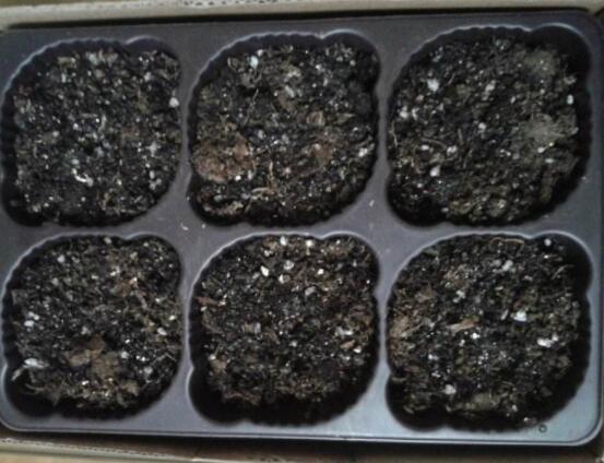 仙客來種子種植方法，以飽滿健康種子最佳/浸種催芽