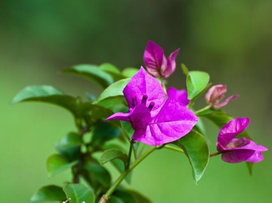 三角梅什么時(shí)候換盆，在春秋兩季進(jìn)行換盆最好/一年四季均可