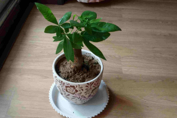 發(fā)財樹的繁殖方法