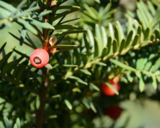 紅豆杉適合擺放在哪里，盤點風水最好的五個位置