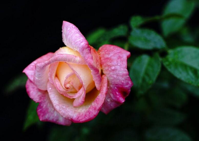 月季花春季管理方法，5個方面進行科學管理