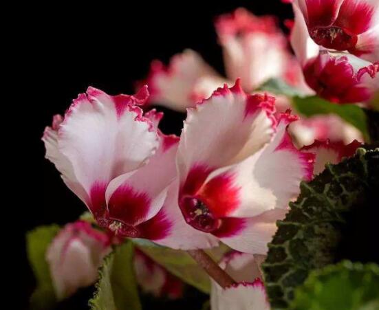 仙客來葉子發(fā)黃花倒下怎么辦，老農(nóng)總結(jié)出三種最實用解決措施