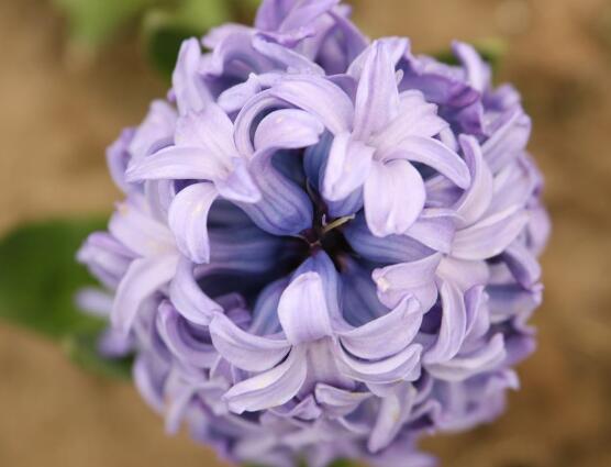 風信子怎么澆水，做到見干見濕的原則