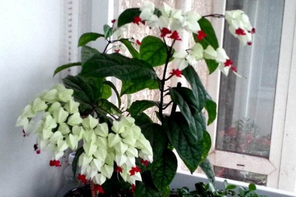 龍吐珠花怎么養(yǎng)，保證充足的光照以及合理肥水