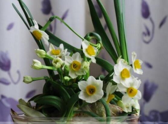 水培水仙花的養(yǎng)殖方法，五個(gè)簡(jiǎn)單小步驟可養(yǎng)好
