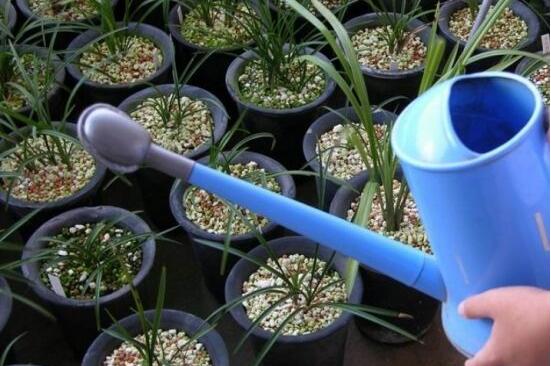 蘭花怎么澆水，盤(pán)點(diǎn)蘭花澆水方法