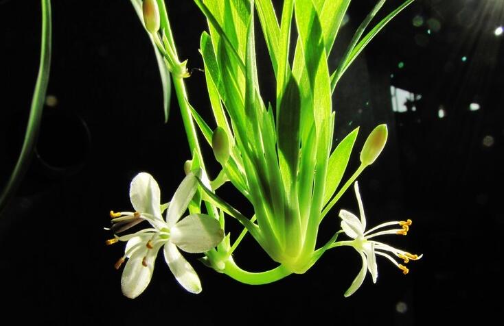 金魚吊蘭的品種，5種常見的品種欣賞