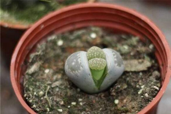 生石花養(yǎng)殖常見(jiàn)問(wèn)題，稍不注意就會(huì)導(dǎo)致植株死亡